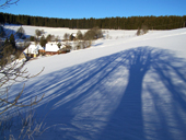Avatar - Baum des Lebens ?